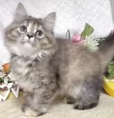 サイベリアン【東京都・女の子・2025年5月30日・ブラウンパッチドタビー】の写真4「最後63日に撮影しました。」