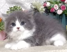 ラガマフィン【東京都・男の子・2025年7月28日・ブルー&ホワイト】の写真7「生後53日に撮影しました。」