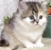 サイベリアン【東京都・女の子・2025年8月9日・キャリコ(三毛猫)】の写真14「生後45日に撮影しました。」