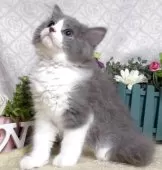 ラガマフィン【東京都・男の子・2025年7月28日・ブルー&ホワイト】の写真4「生後76日に撮影しました。」