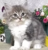 サイベリアン【東京都・女の子・2025年8月25日・ブルータビー&ホワイト】の写真6「生後61日に撮影しました。」