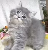 サイベリアン【東京都・男の子・2025年5月30日・ブルータビー】の写真5「最後57日に撮影しました。」