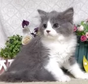 ラガマフィン【東京都・男の子・2025年7月28日・ブルー&ホワイト】の写真5「生後76日に撮影しました。」