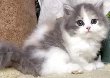 ラガマフィン【東京都・女の子・2025年5月7日・ダイリュートキャリコ】の写真12「生後44日に撮影しました。」