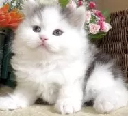 サイベリアン【東京都・男の子・2025年8月9日・ブラウンタビー&ホワイト】の写真8「生後45日に撮影しました。」