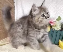 サイベリアン【東京都・女の子・2025年5月30日・ブラウンパッチドタビー】の写真15「最後63日に撮影しました。」