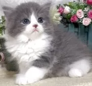 ラガマフィン【東京都・男の子・2025年7月28日・ブルー&ホワイト】の写真9「生後53日に撮影しました。」