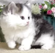 サイベリアン【東京都・男の子・2025年8月9日・ブラウンタビー&ホワイト】の写真11「生後45日に撮影しました。」