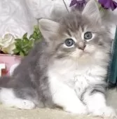 サイベリアン【東京都・女の子・2025年8月25日・ブルータビー&ホワイト】の写真5「生後47日に撮影しました。」