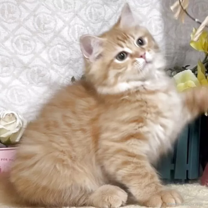 R.T 様のお迎えした子猫