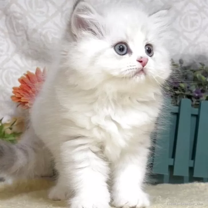 E.K 様のお迎えした子猫