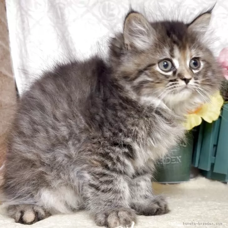 ID：2507-02896の子猫