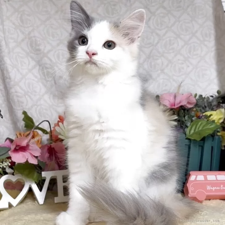 ID：2506-01107の子猫