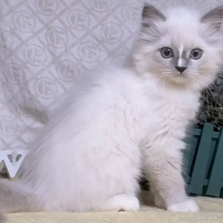 イモ太郎 様のお迎えした子猫