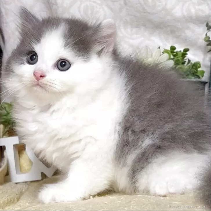 ID：2506-01108の子猫