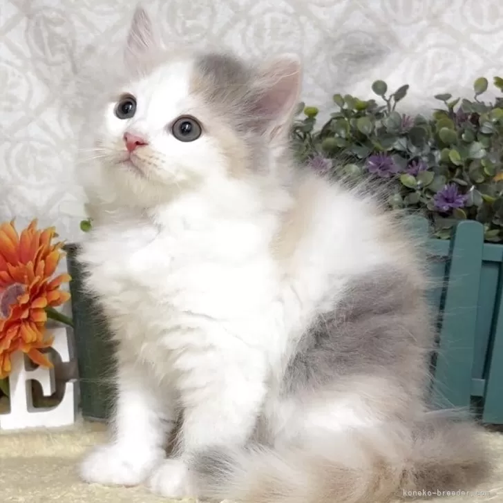 ID：2506-01105の子猫