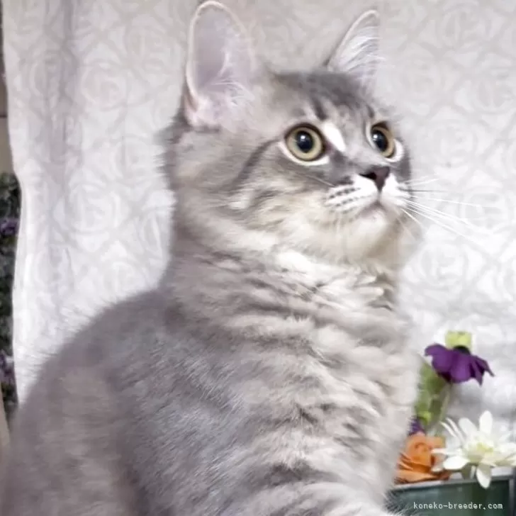 Y.K 様のお迎えした子猫