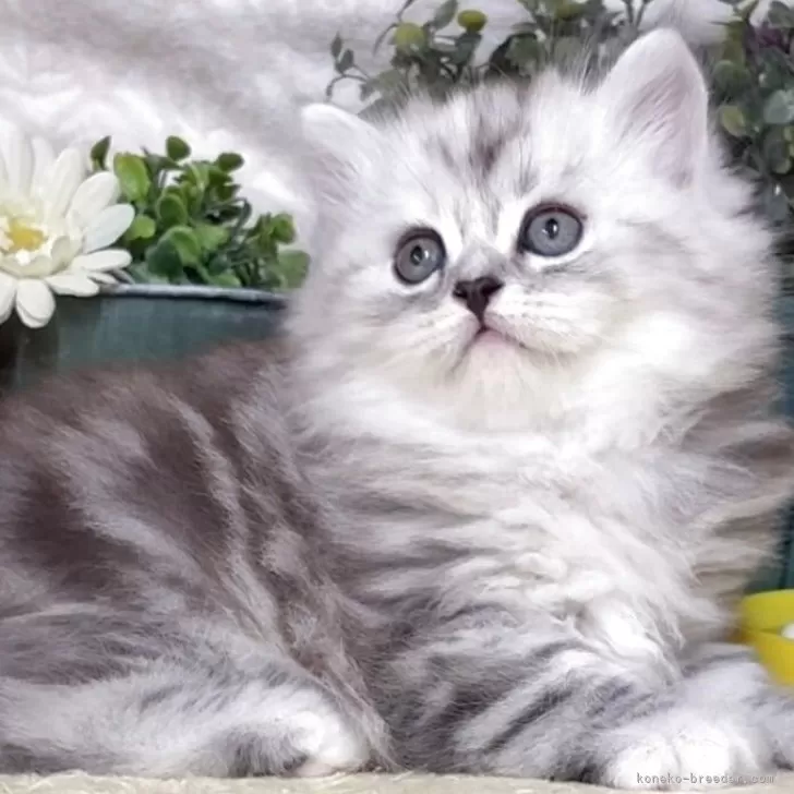 ID:2506-00866の子猫