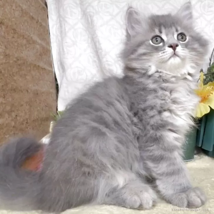 Y.W 様のお迎えした子猫