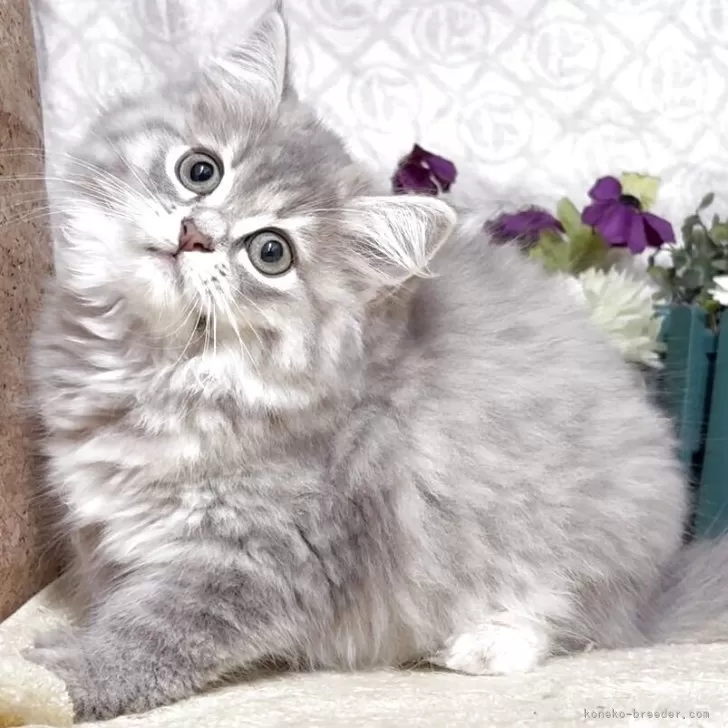 K.S 様のお迎えした子猫