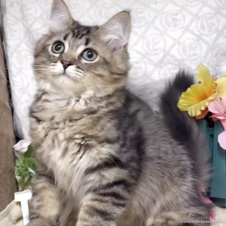 ID:2507-00590の子猫