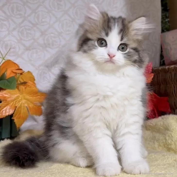 ID:2411-01478の子猫
