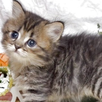 サイベリアン【東京都・男の子・2025年5月30日・ブラウンタビー（長毛）】の写真「猫アレルギーの方も注目★一度触れ合ってみませんか！」