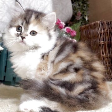 サイベリアン【東京都・女の子・2025年8月9日・キャリコ(三毛猫)（長毛）】の写真「猫アレルギーの方も注目★一度触れ合ってみませんか♪」