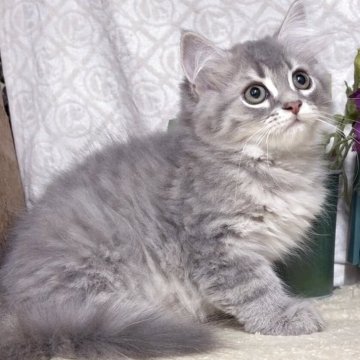 サイベリアン【東京都・男の子・2025年7月26日・ブルータビー（長毛）】の写真「猫アレルギーの方も注目★一度触れ合ってみませんか♪」