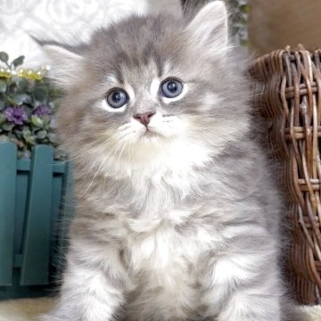 サイベリアン【東京都・男の子・2025年5月30日・ブルータビー（長毛）】の写真「猫アレルギーの方も注目★一度触れ合ってみませんか！」