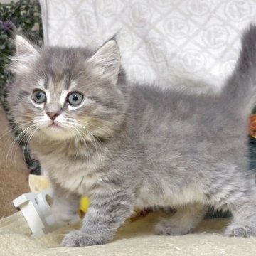 サイベリアン【東京都・男の子・2025年7月26日・ブルータビー（長毛）】の写真「猫アレルギーの方も注目★一度触れ合ってみませんか♪」