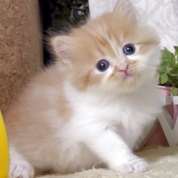 サイベリアン【東京都・男の子・2025年10月21日・レッドタビー&ホワイト（長毛）】の写真「猫アレルギーの方も注目★一度触れ合ってみませんか♪」