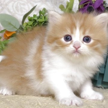 サイベリアン【東京都・男の子・2025年10月21日・レッドタビー&ホワイト（長毛）】の写真「猫アレルギーの方も注目★一度触れ合ってみませんか♪」