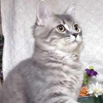 サイベリアン【東京都・男の子・2025年5月30日・ブルータビー（長毛）】の写真「猫アレルギーの方も注目★一度触れ合ってみませんか！」