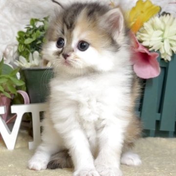 サイベリアン【東京都・女の子・2025年8月9日・キャリコ(三毛猫)（長毛）】の写真「猫アレルギーの方も注目★一度触れ合ってみませんか♪」