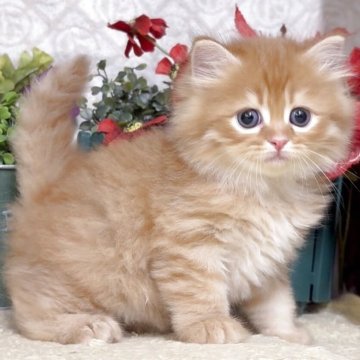 サイベリアン【東京都・男の子・2025年10月21日・レッドタビー（長毛）】の写真「猫アレルギーの方も注目★一度触れ合ってみませんか♪」