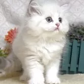 ラガマフィン