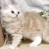 サイベリアン