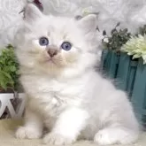 サイベリアン