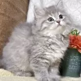 サイベリアン