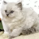 ラガマフィン