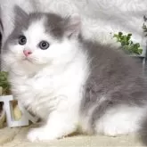ラガマフィン