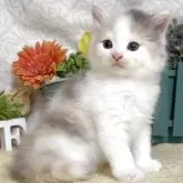 ラガマフィン