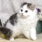 サイベリアン【東京都・男の子・2025年8月9日・ブラウンタビー&ホワイト】の写真1「生後63日に撮影しました。」