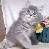 サイベリアン