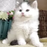 サイベリアン