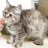 サイベリアン【東京都・女の子・2025年5月30日・ブラウンパッチドタビー】の写真1「最後63日に撮影しました。」