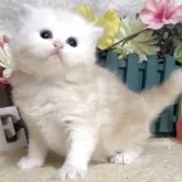 サイベリアン