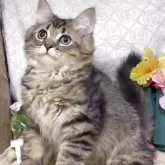 サイベリアン