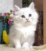 サイベリアン【東京都・女の子・2025年8月25日・ブルーポイント(ネヴァマスカレード)】の写真2「生後68日に撮影しました。」